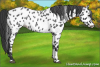 Horse Color:Blue Roan Near Leopard 