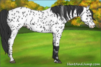 Horse Color:Blue Roan Appaloosa 