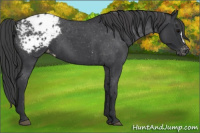 Horse Color:Blue Roan Appaloosa