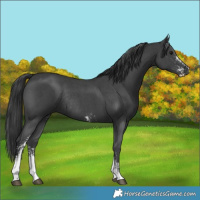 Horse Color:Black Sabino Rabicano