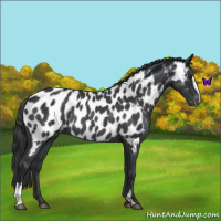 Horse Color:Blue Roan Sabino Near Leopard Rabicano 