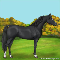 Horse Color:Black Sabino Rabicano