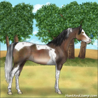 Horse Color:Brown Splash Tobiano Appaloosa 