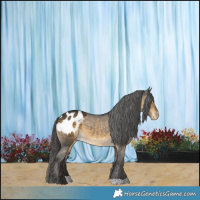 Horse Color:Buckskin Appaloosa 