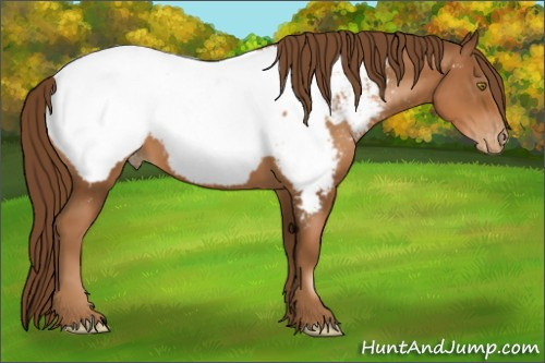 Horse Color:Gray Chestnut Pearl Appaloosa 