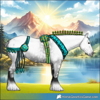 Horse Color:Gray Black Appaloosa