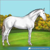 Horse Color:White Spotted Red Dun Splash Tobiano Varnish 