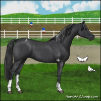 Horse Color:Blue Roan Tobiano 