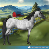 Horse Color:Blue Roan 