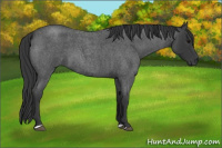 Horse Color:Blue Roan 
