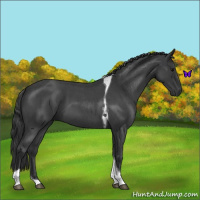 Horse Color:Blue Roan Tobiano 