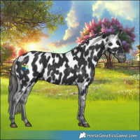 Horse Color:Black Appaloosa