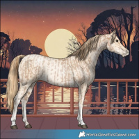 Horse Color:Blue Roan Pearl Tobiano  and Buckskin Roan Pearl 
