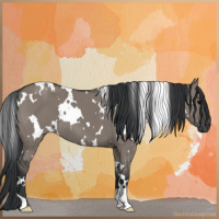 Horse Color:White Spotted Grullo 