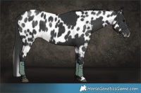 Horse Color:Black  and Black Appaloosa 