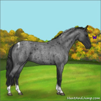 Horse Color:Blue Roan Tobiano