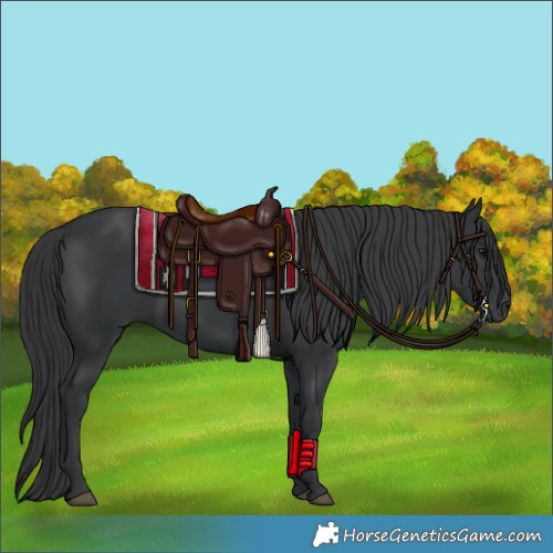 Horse Color:Black 