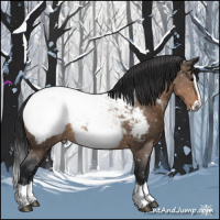 Horse Color:Brown Dun Splash Appaloosa 