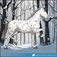 Horse Color:Brown Dun Appaloosa 
