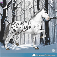 Horse Color:Brown Appaloosa 