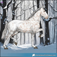 Horse Color:Silver Brown Dun Appaloosa 