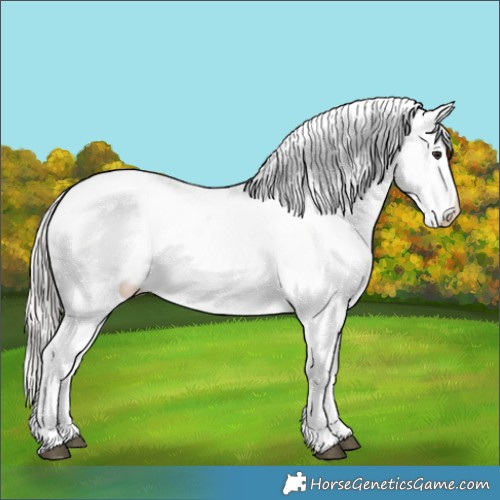 Horse Color:Silver Brown Appaloosa 
