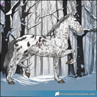 Horse Color:Brown Appaloosa 