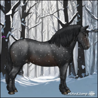 Horse Color:Brown Appaloosa 