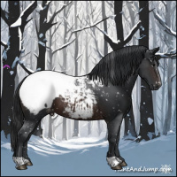 Horse Color:Brown Appaloosa 