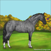 Horse Color:Blue Roan Tobiano 