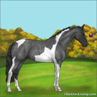 Horse Color:Blue Roan Tobiano 