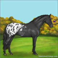 Horse Color:Blue Roan Appaloosa 