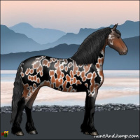 Horse Color:Brown Tobiano Appaloosa 