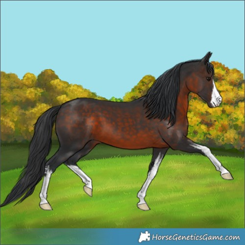 Horse Color:White Spotted Brown 