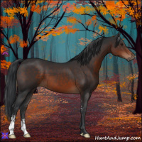 Horse Color:Brown Sabino 