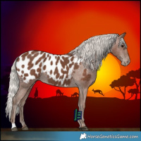 Horse Color:Silver Black Appaloosa