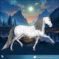 Horse Color:Black Splash Appaloosa 