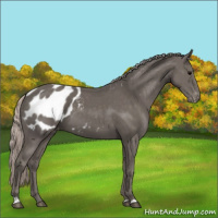 Horse Color:Silver Black Appaloosa 