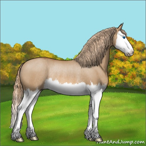 Horse Color:Red Dun Splash Rabicano 
