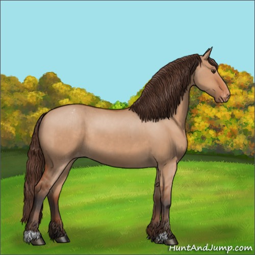Horse Color:Bay Dun Appaloosa 