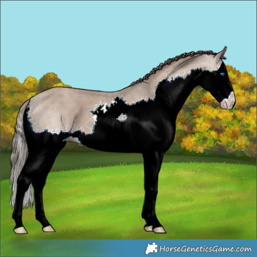 Horse Color:Classic Champagne Splash 