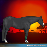 Horse Color:Black 