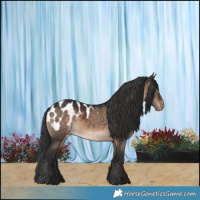 Horse Color:Brown Dun Appaloosa 