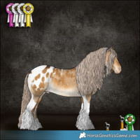 Horse Color:Chocolate Palomino Dun Tobiano Appaloosa 