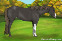 Horse Color:Smoky Black Appaloosa 
