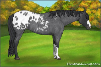Horse Color:Blue Roan Appaloosa 