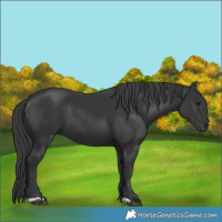Horse Color:Black 