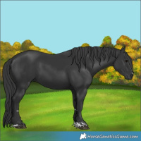 Horse Color:Black 