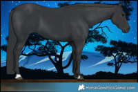 Horse Color:Black 