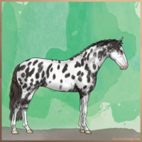 Horse Color:Liver Chestnut Sabino Near Leopard 
